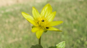 floarea-pastelui-1