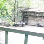 targu_mures_gradina_zoologica