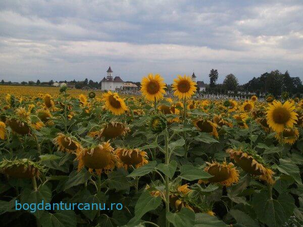 Lângă Suceava