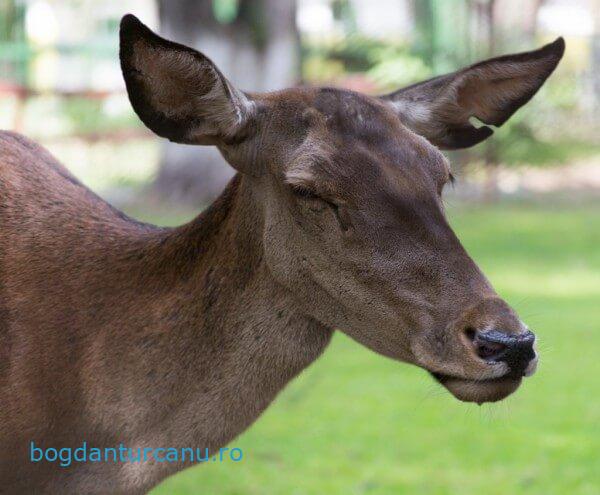 Grădina Zoologică Rădăuți