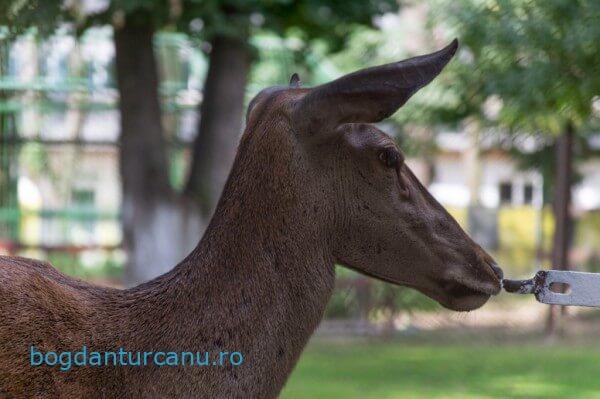 Grădina Zoologică Rădăuți