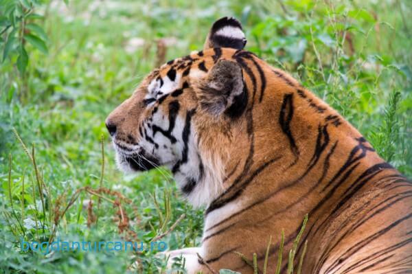 Grădina Zoologică Rădăuți