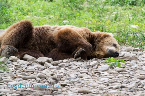 Grădina Zoologică Rădăuți