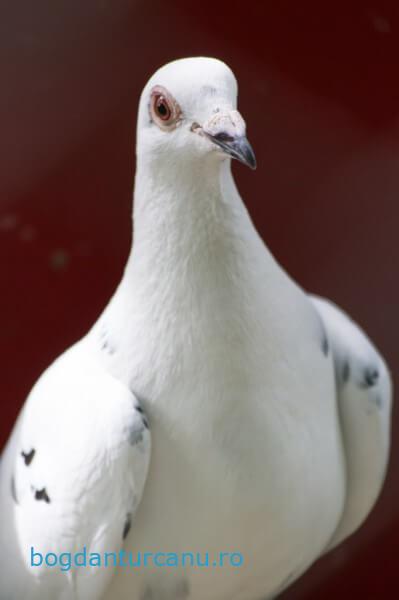 Grădina Zoologică Rădăuți