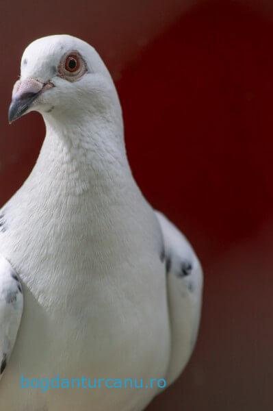 Grădina Zoologică Rădăuți