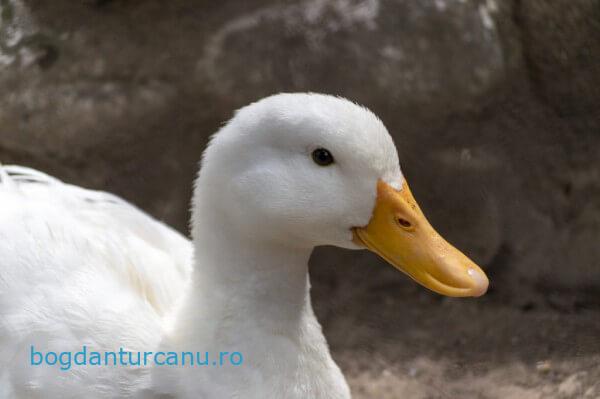 Grădina Zoologică Rădăuți