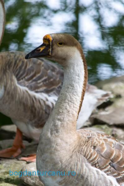 Grădina Zoologică Rădăuți