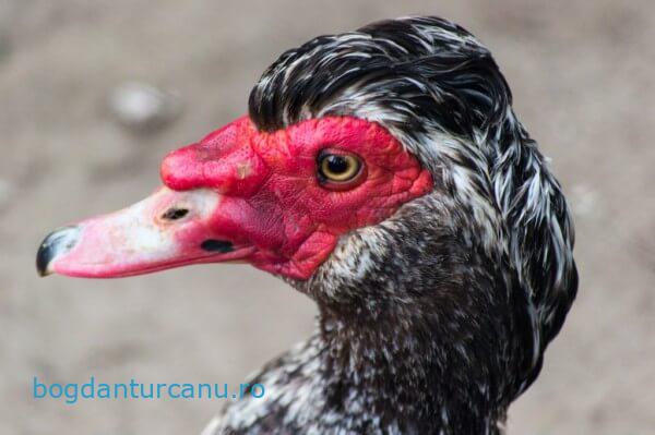 Grădina Zoologică Rădăuți