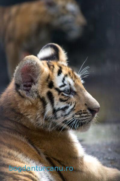 Grădina Zoologică Rădăuți