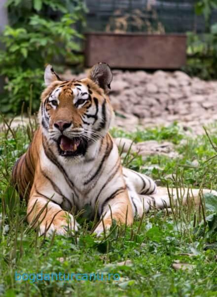 Grădina Zoologică Rădăuți