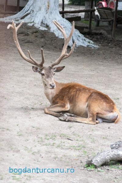 Grădina Zoologică Rădăuți