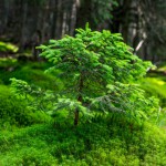 Drumetie in muntii Rodnei - urcare la lacul Lala Mare si Varful Ineu